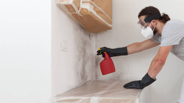 Professional Mold Cleanup technician working in DeWitt, MI