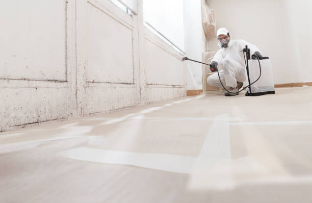 24/7 Emergency Mold Cleanup experts in DeWitt, MI