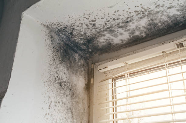 Affordable Mold Cleanup solutions in DeWitt, MI